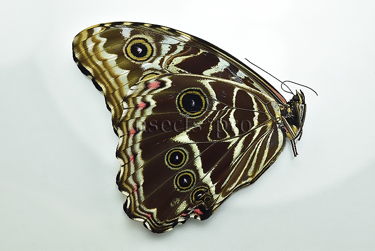 Morpho deidamia grambergi A1 ♀ - Image 2