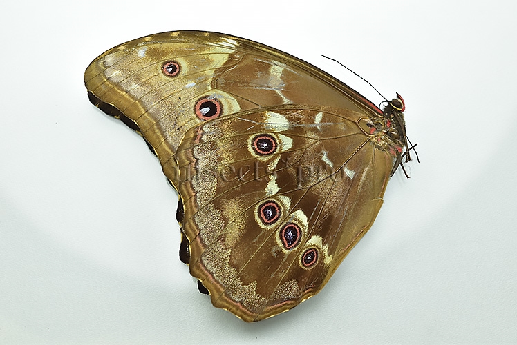 Morpho godartii assarpai ♂ ABERRATION* - Image 3