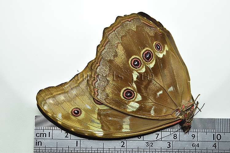 Morpho godartii assarpai ♂ ABERRATION* - Image 4