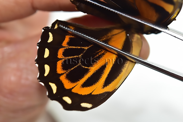 Pterourus zagreus batesi A1 ♀ - Image 4