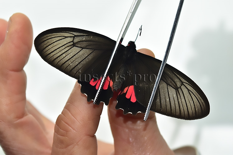 Parides pizarro kuhlmanni ♀ RARE FEMALE - Image 3