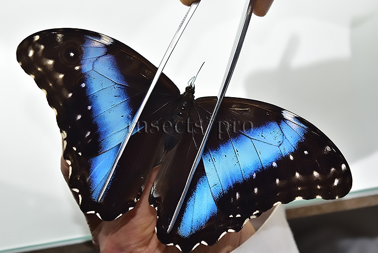 Morpho deidamia grambergi A1 ♀ - Image 3