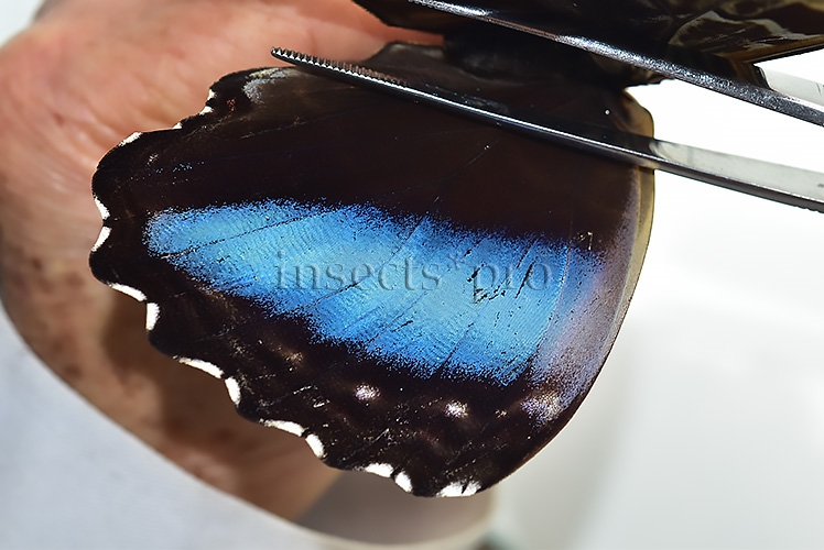 Morpho deidamia grambergi A1 ♀ - Image 4