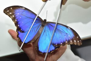 Morpho godartii assarpai ♂ ABERRATION*