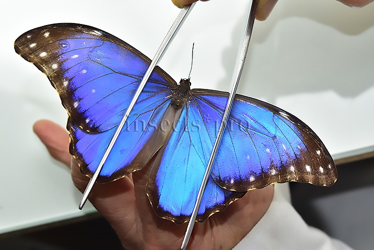 Morpho godartii assarpai ♂ ABERRATION*