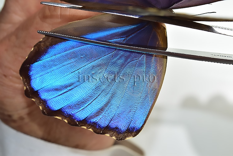 Morpho godartii assarpai ♂ ABERRATION* - Image 2