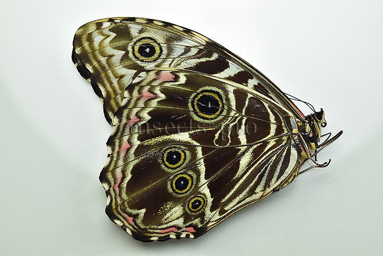 Morpho deidamia grambergi ♀ - Image 2