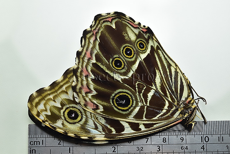 Morpho deidamia grambergi ♀