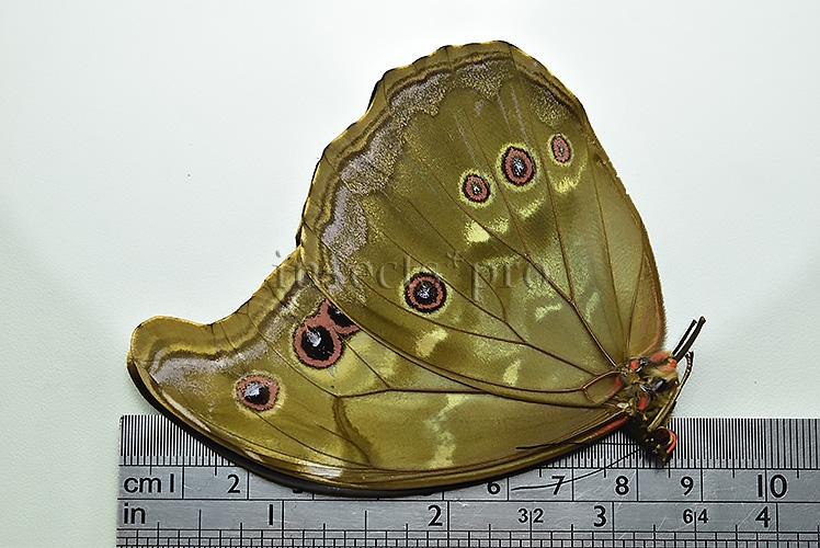 Morpho menelaus zischkai ♂ ABERRATION* - Image 2