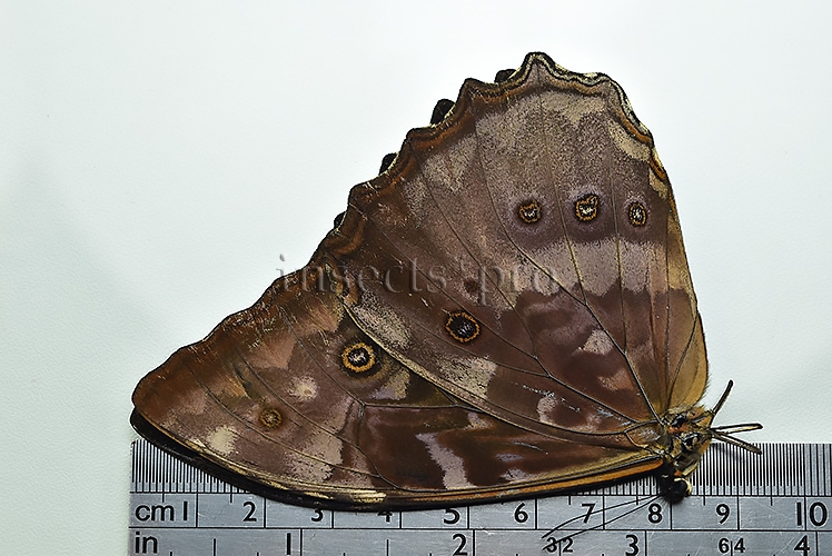 Morpho telemachus martini ♂ - Image 2