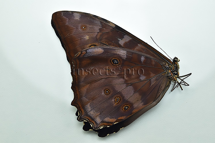 Morpho telemachus martini ♂ - Image 2