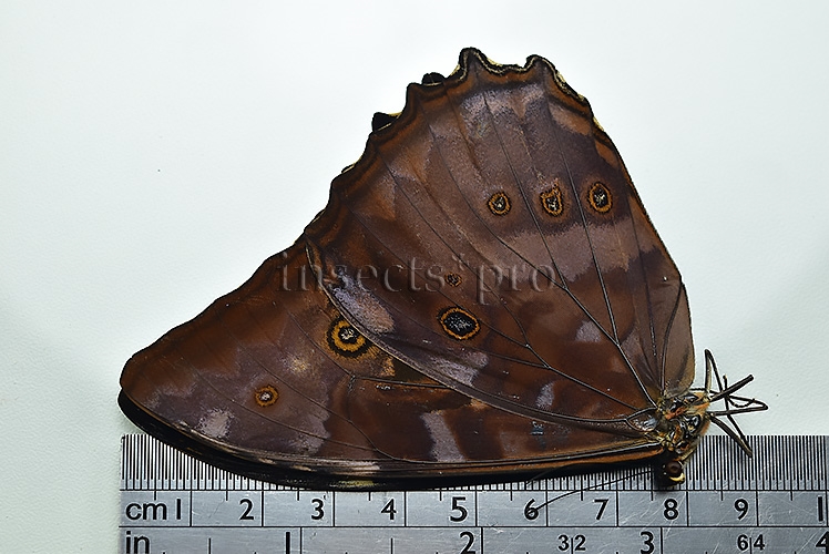 Morpho telemachus martini ♂ - Image 3