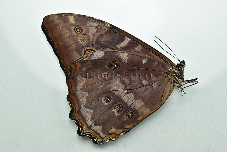 Morpho telemachus martini ♂ - Image 2