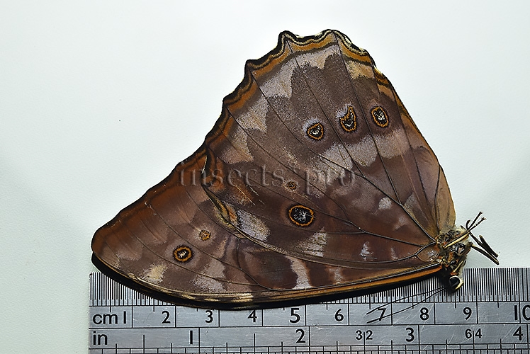 Morpho telemachus martini ♂ - Image 3