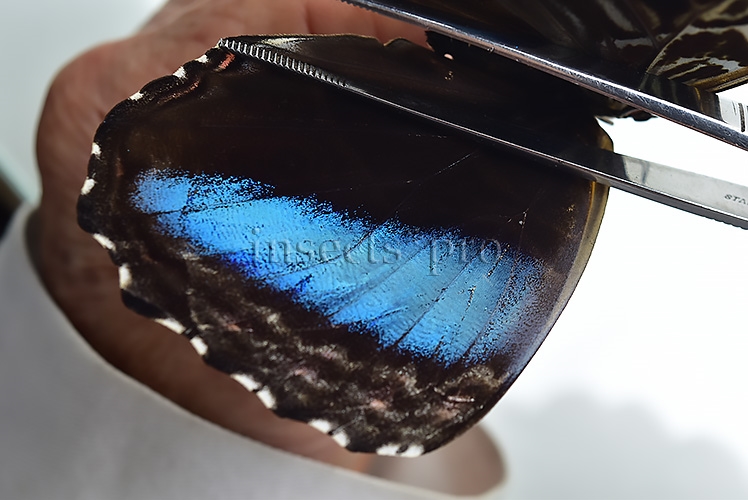 Morpho deidamia grambergi ♀ - Image 4