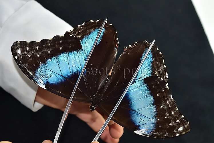 Morpho deidamia grambergi ♀ - Image 3