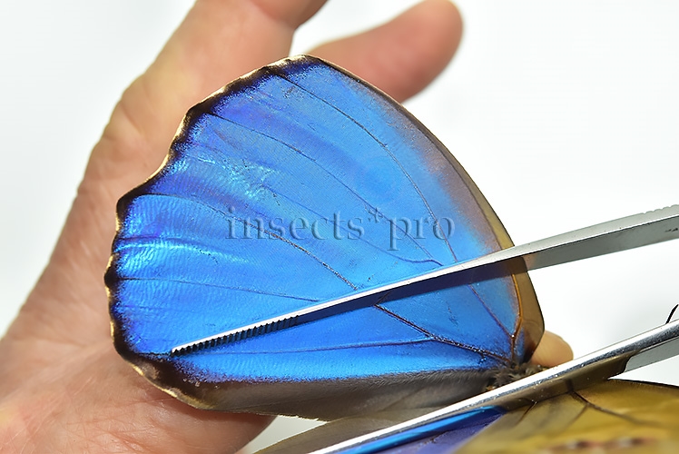 Morpho menelaus zischkai ♂ ABERRATION* - Image 4