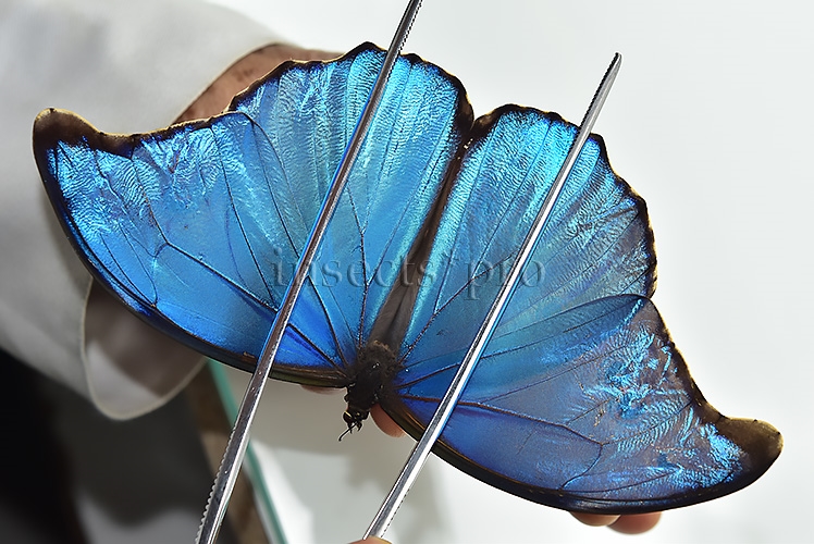 Morpho menelaus zischkai ♂ ABERRATION* - Image 3