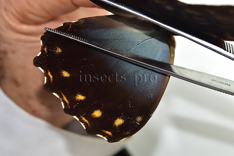 Morpho telemachus martini ♂ - Image 3