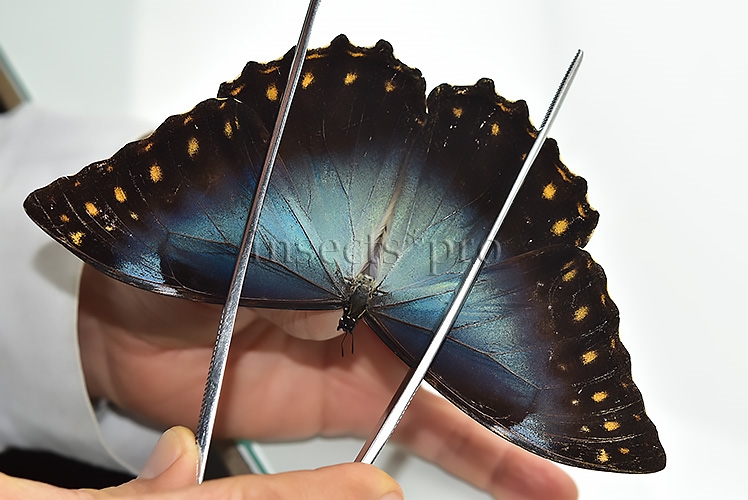 Morpho telemachus martini ♂ - Image 4