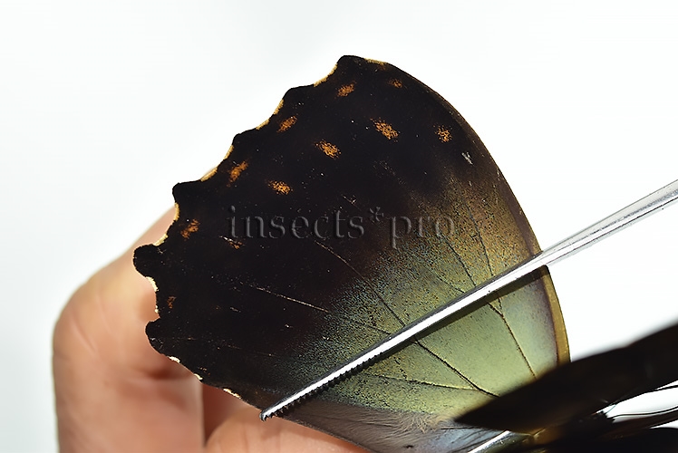 Morpho telemachus martini ♂ - Image 4