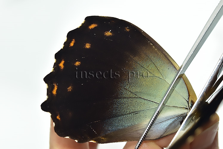 Morpho telemachus martini ♂ - Image 4