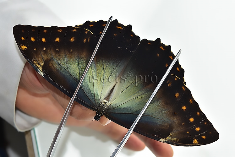 Morpho telemachus martini ♂