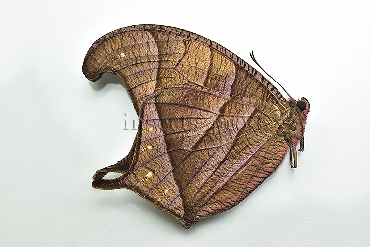 Caerois chorinaeus protonoe ♂ RARE! - Image 2