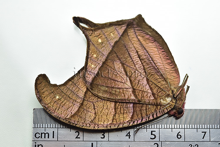 Caerois chorinaeus protonoe ♂ RARE! - Image 3