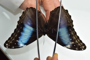 Morpho deidamia mariae ♀ ABERRATION*