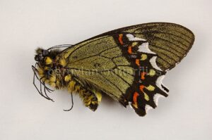 Battus madyes plinius A1 ♂