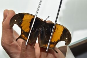 Caerois chorinaeus protonoe ♂ RARE!