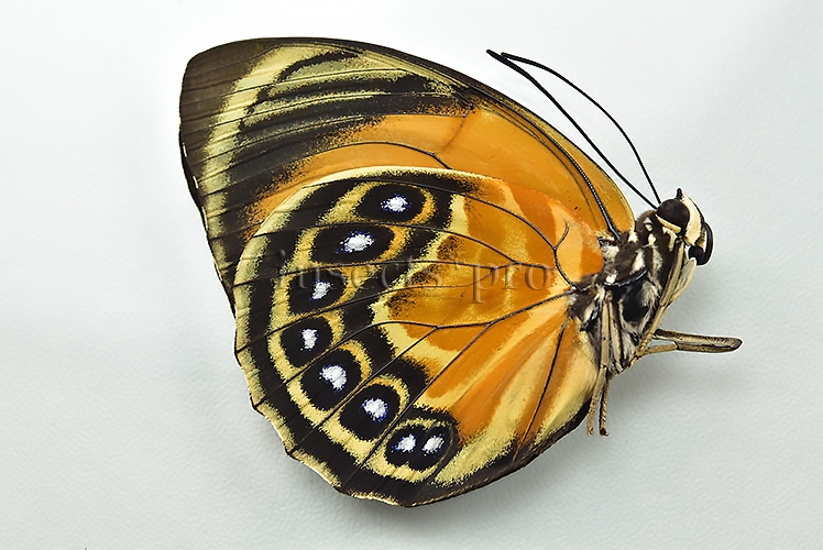 Agrias phalcidon excelsior A1 ♀ NICE FEMALE GREENISH - Image 2
