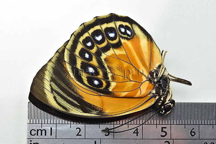 Agrias phalcidon excelsior A1 ♀ NICE FEMALE GREENISH - Image 3