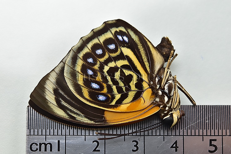 Agrias phalcidon fournierae f. viola A1 ♂ - Image 2