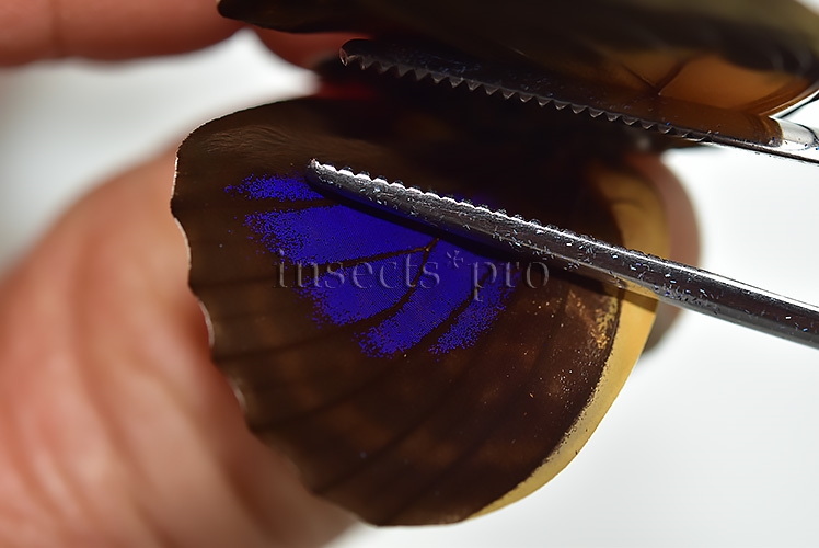 Agrias phalcidon fournierae f. viola A1 ♂ - Image 3