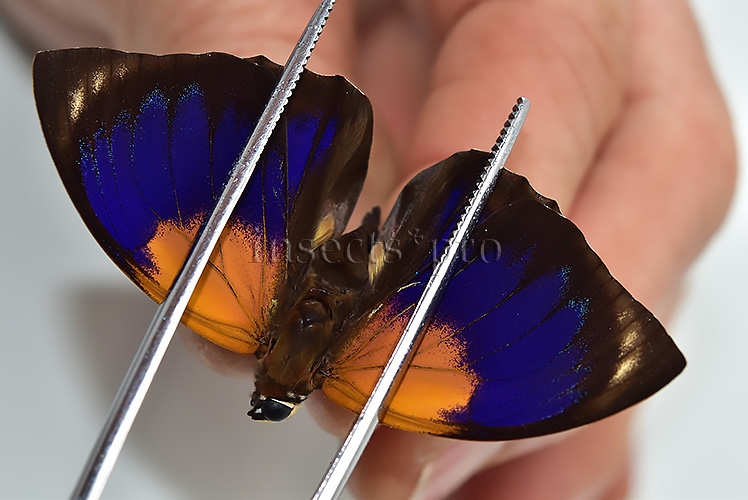 Agrias phalcidon fournierae f. viola A1 ♂