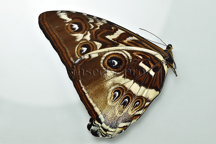Morpho cisseis gahua f. gahua A1 ♂ ABERRATION* - Image 2