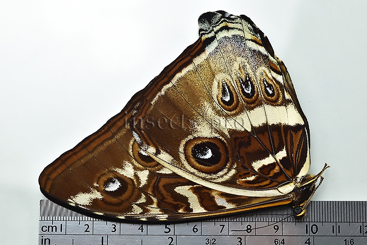 Morpho cisseis gahua f. gahua A1 ♂ ABERRATION* - Image 3