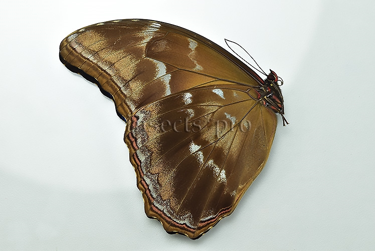Morpho godartii tingomariensis A1 ♂ ABERRATION* RARE NO OCELLI AT ALL