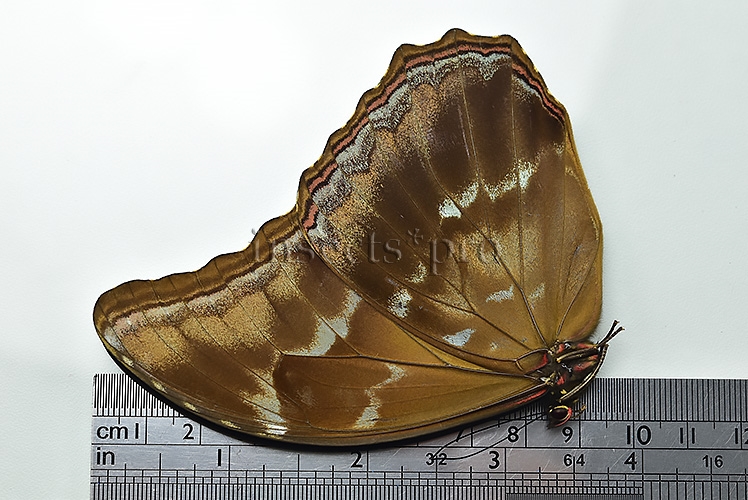 Morpho godartii tingomariensis A1 ♂ ABERRATION* RARE NO OCELLI AT ALL - Image 2