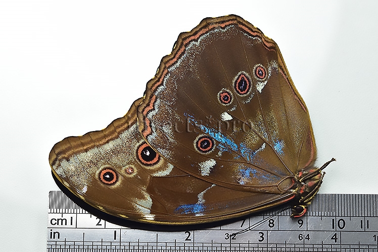 Morpho godartii tingomariensis A1 ♂ ABERRATION* BLUE SPOTS ON VERSO - Image 2