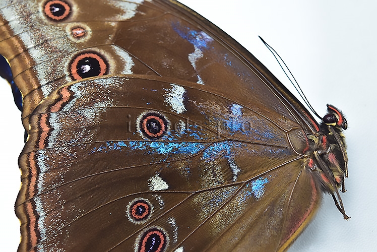 Morpho godartii tingomariensis A1 ♂ ABERRATION* BLUE SPOTS ON VERSO - Image 3