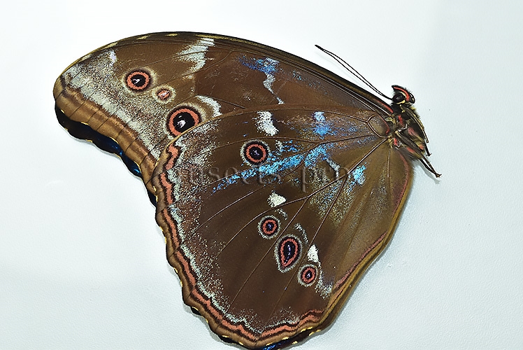 Morpho godartii tingomariensis A1 ♂ ABERRATION* BLUE SPOTS ON VERSO - Image 4