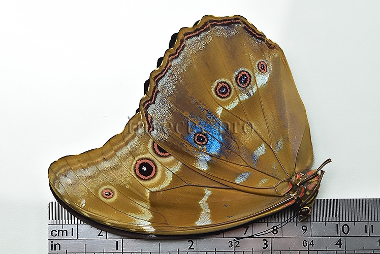 Morpho godartii tingomariensis A1 ♂ ABERRATION* BLUE SPOTS ON VERSO - Image 2