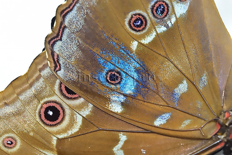 Morpho godartii tingomariensis A1 ♂ ABERRATION* BLUE SPOTS ON VERSO - Image 3