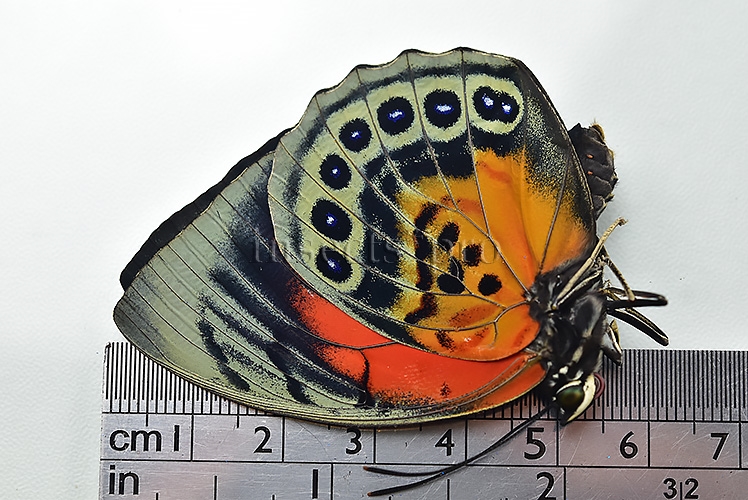 Agrias beatifica x Agrias claudina lugens A1 ♀ HYBRID* GOOD FORM - Image 2