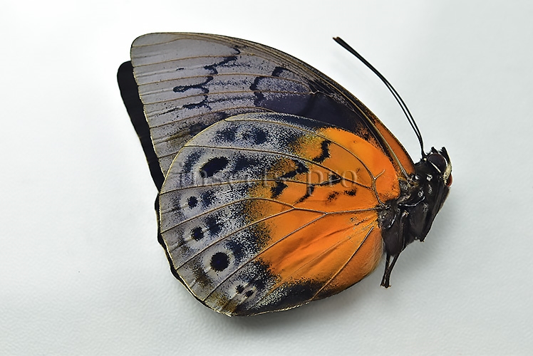 Agrias beatifica x Prepona laertes A1 ♀ HYBRID* GOOD FORM - Image 2