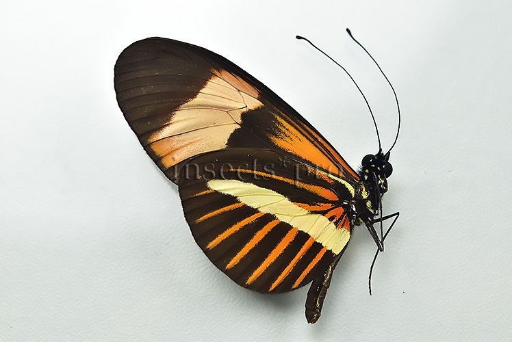 Heliconius sp. A1 ♂ HYBRID* - Image 2