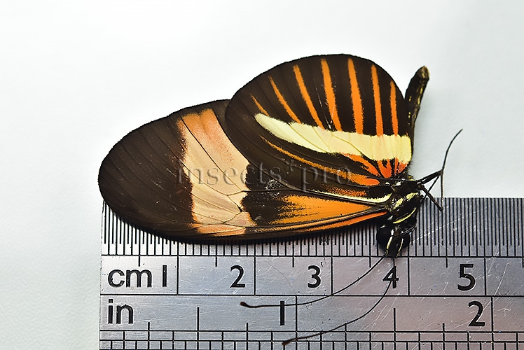 Heliconius sp. A1 ♂ HYBRID* - Image 3
